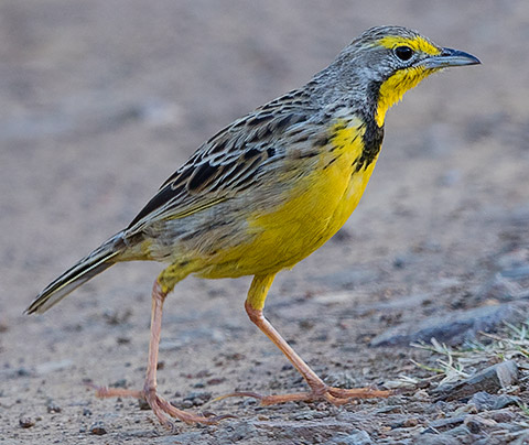 Yellow-throated Longclaw